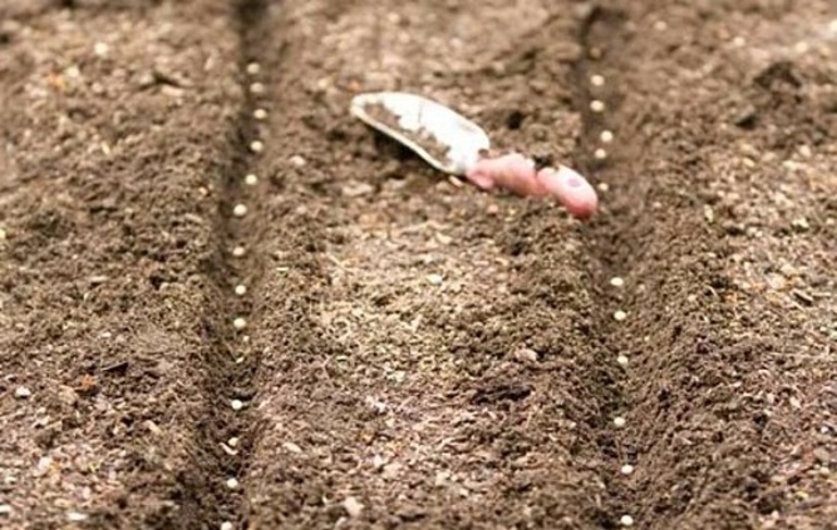 Sowing carrot seeds