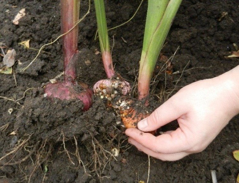Dates for digging flowers