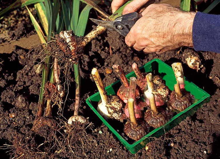 Bulb Harvesting