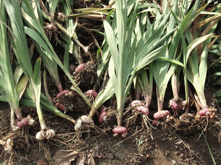 Bulb drying outdoors