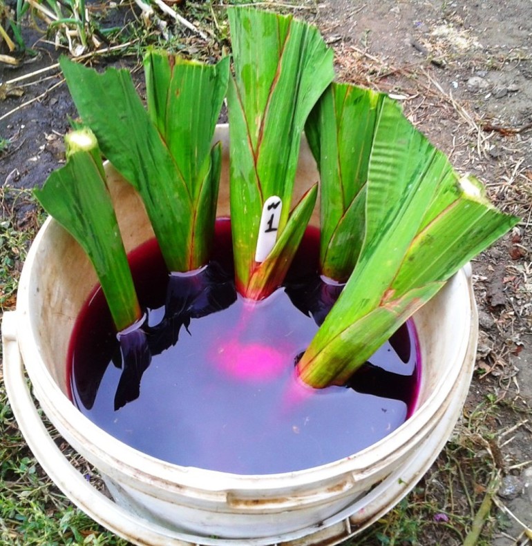 Bulb disinfection
