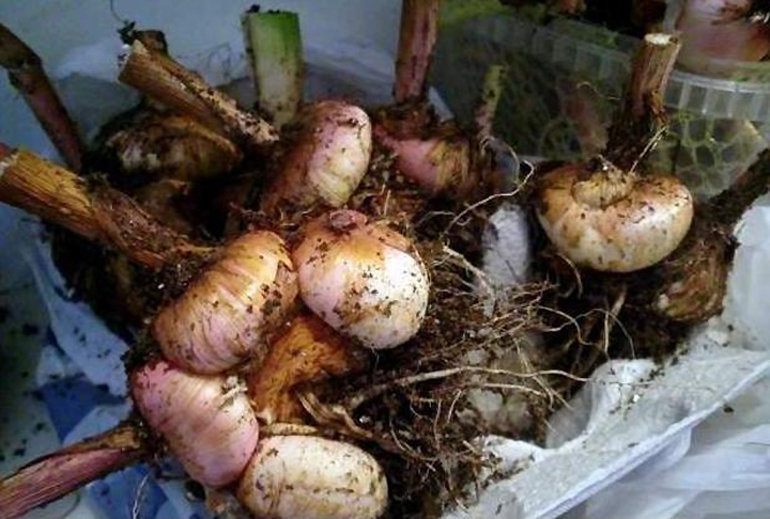 Bulb storage of gladioli