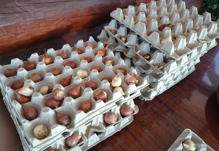 Storage of gladioli in the basement