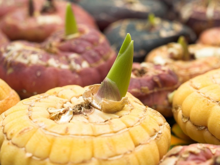 The quality of gladiolus bulbs