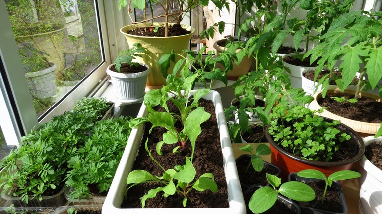 Winter garden on the windowsill for beginners
