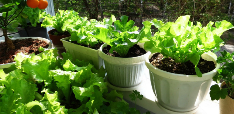 Benefits of a mini garden