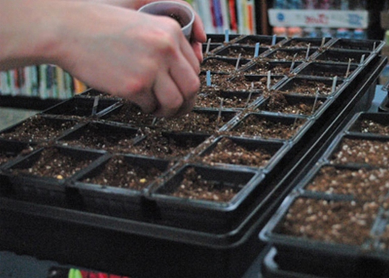 Sowing seeds