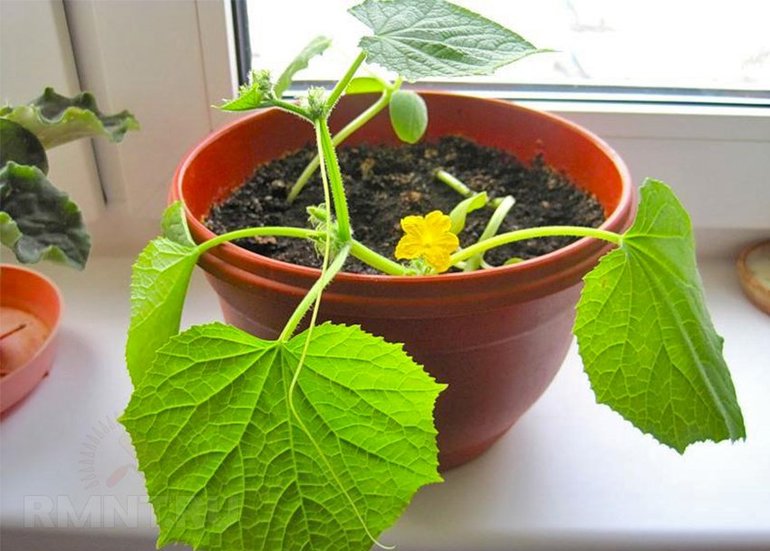 Cucumbers on the windowsill