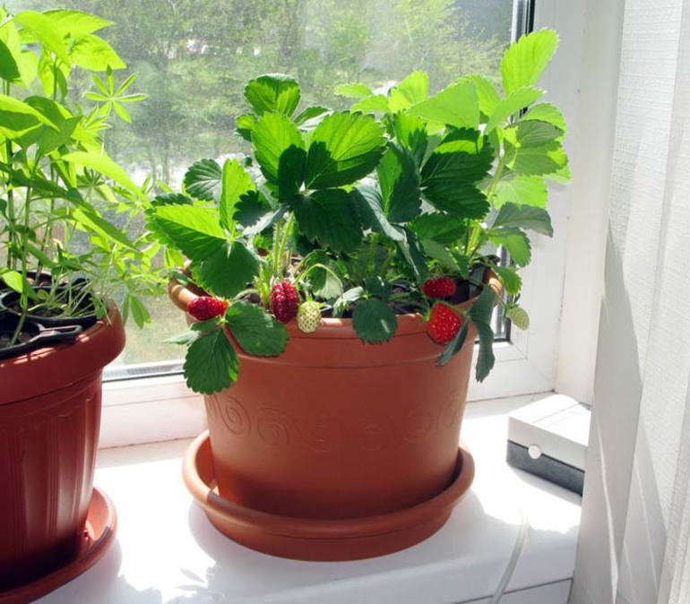 Indoor strawberries