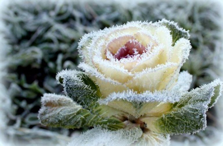 Decorative cabbage