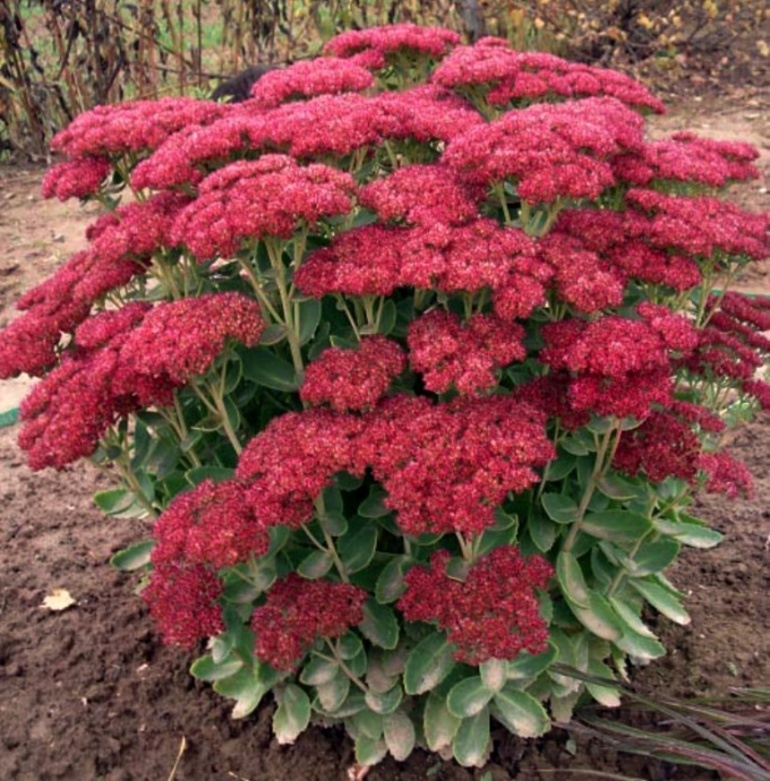 Stonecrop is prominent.