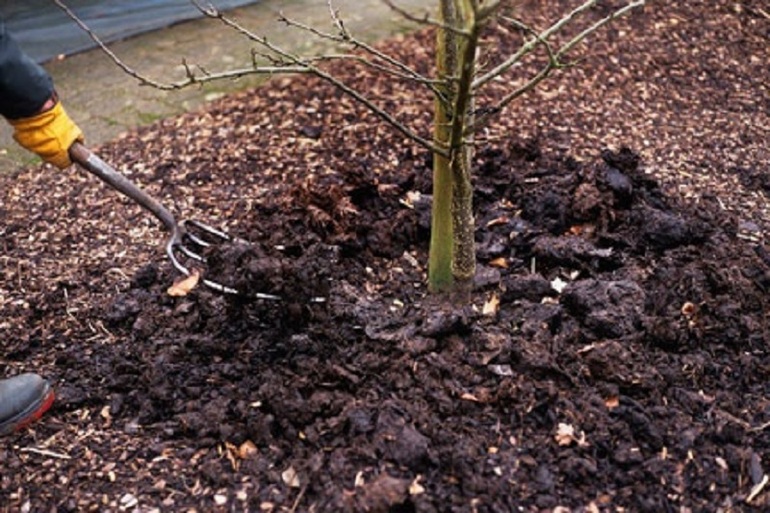Loosening the earth around the apple tree