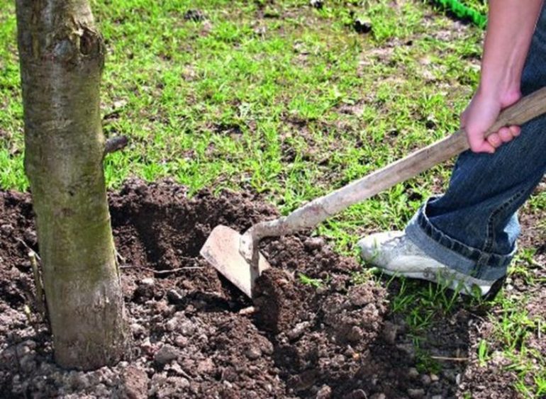 Work in the autumn in the garden