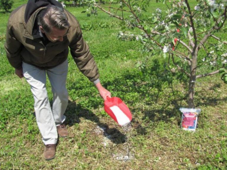 Fertilizing in the fall