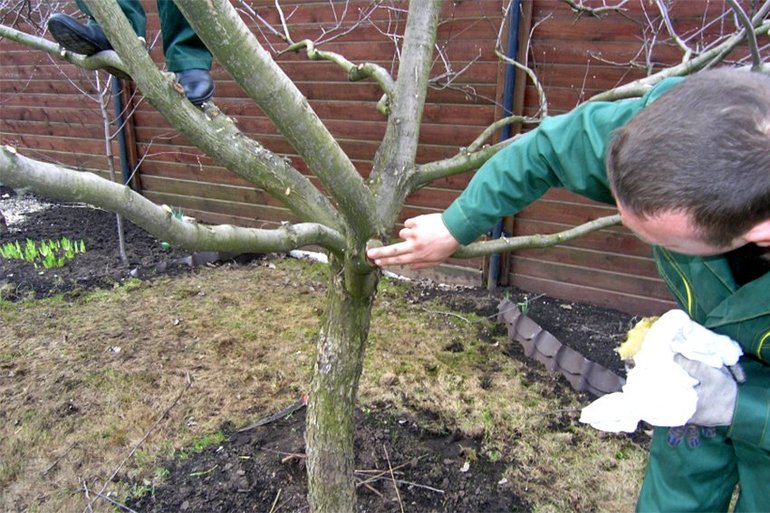 How to prune an apple tree