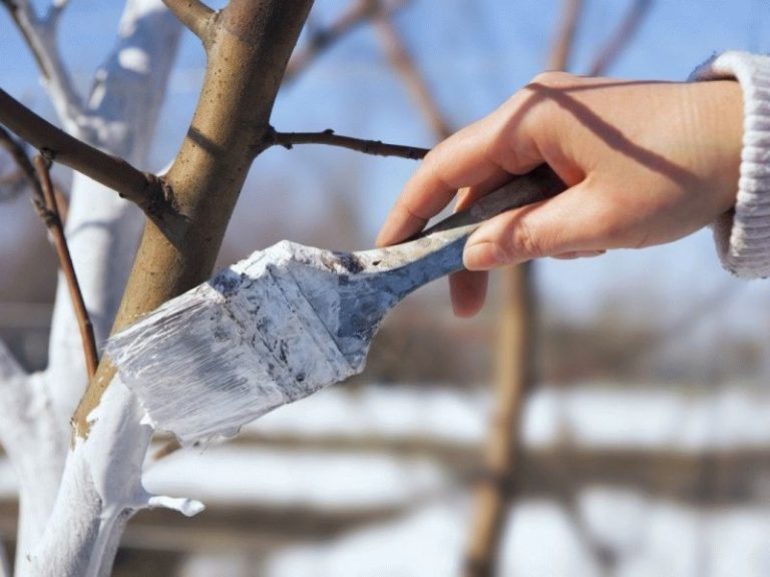Rules for caring for a young apple tree
