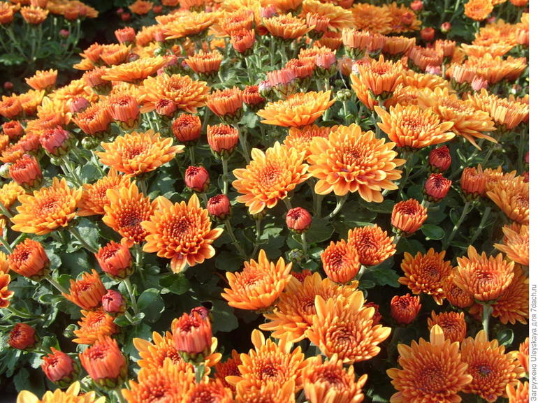 September flowers
