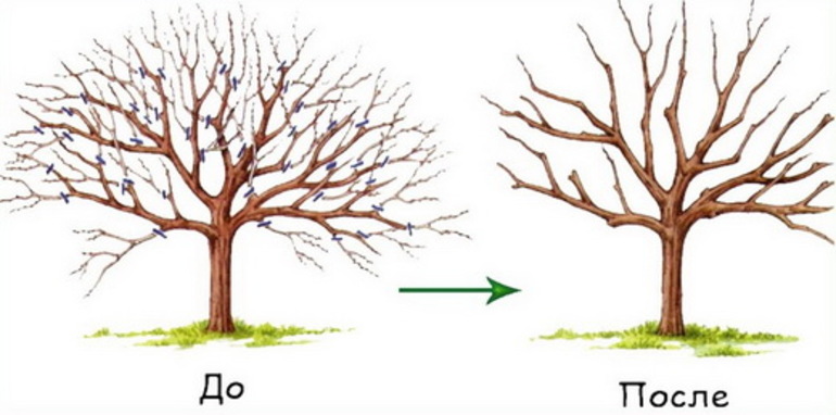 Types of Apricot Pruning