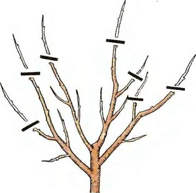 Apricot crown formation
