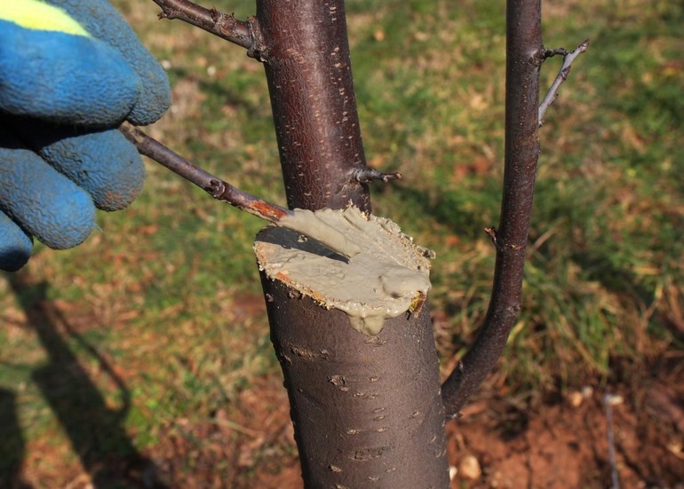Var wood processing