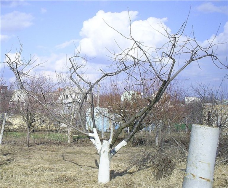 Rejuvenating an old apricot