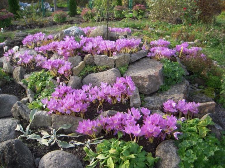 Catnip flower,