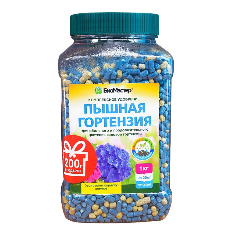 Priprema hortenzije za zimovanje