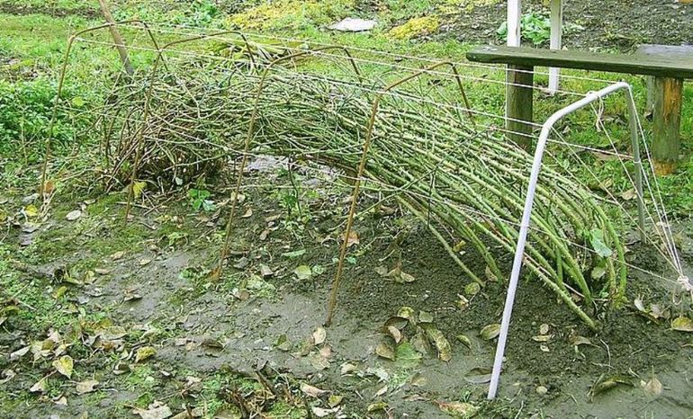 Postupak rezanja i hillinga za penjanje ruža