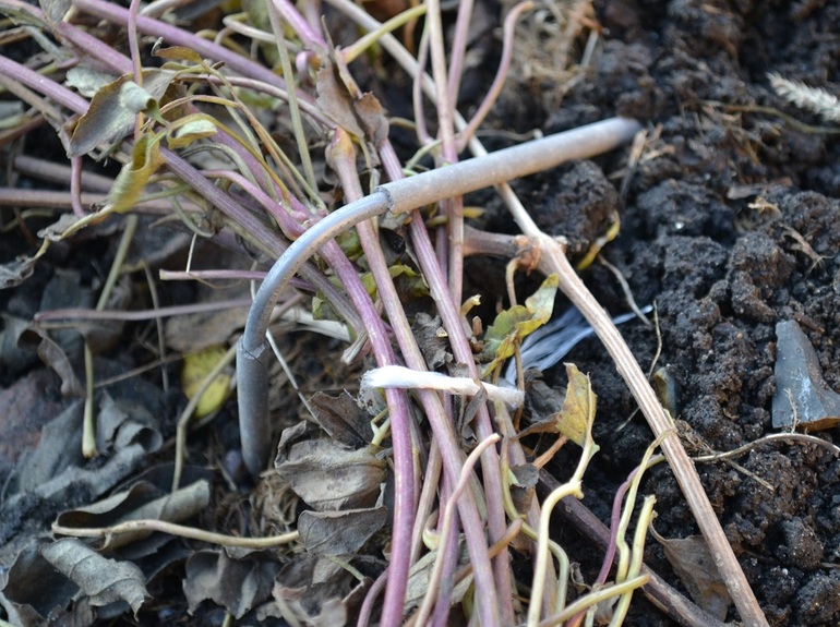 How to prepare clematis for the winter