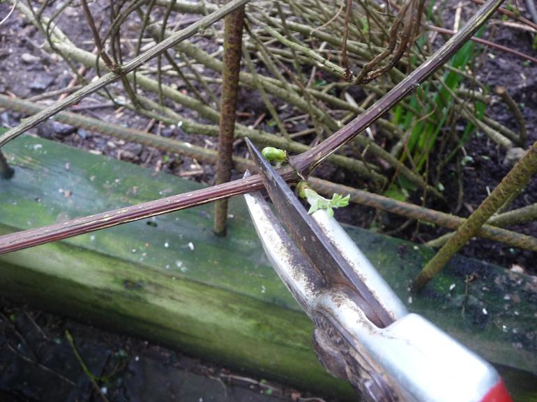 How to trim clematis