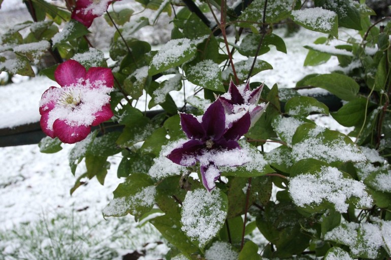 Clematis protection for the winter