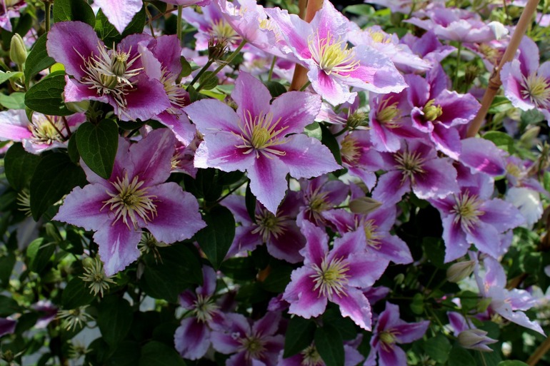 Shelter and preparation of clematis for winter in the suburbs