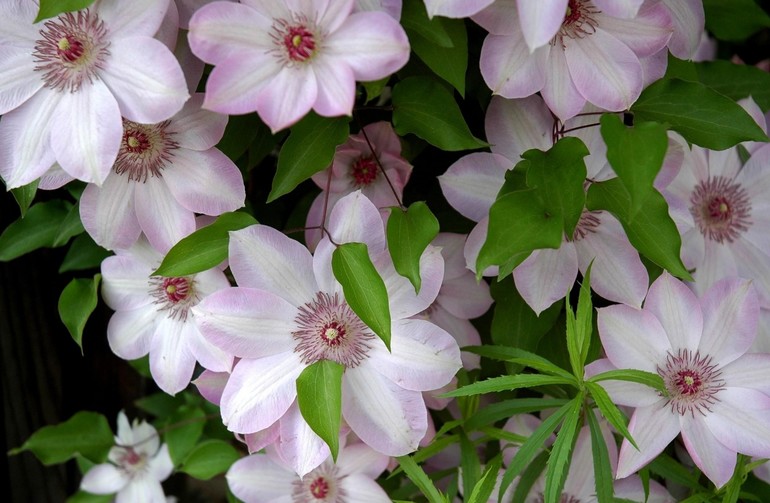 Shelter and preparation of clematis for winter