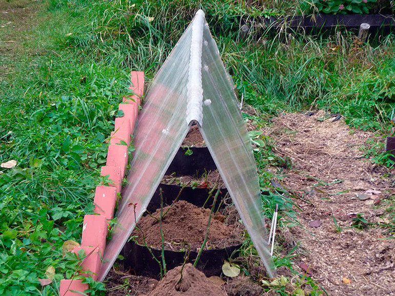 How to protect clematis from frost