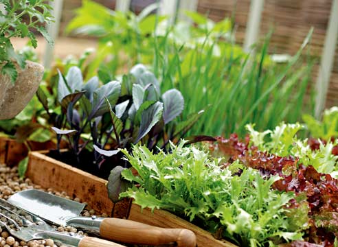 Good days 2016 for planting seedlings