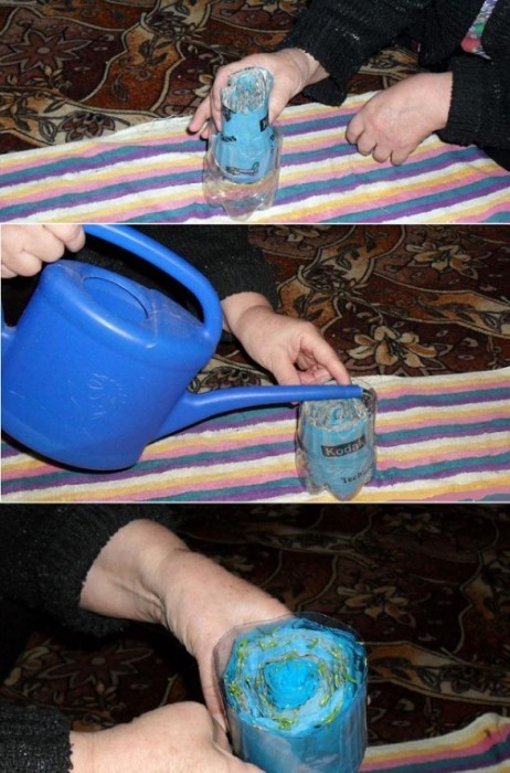 How to grow seedlings with toilet paper