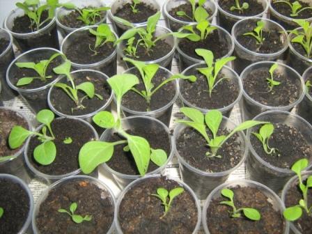 Successfully grow petunia seedlings at home