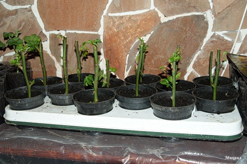Growing roses from a bouquet