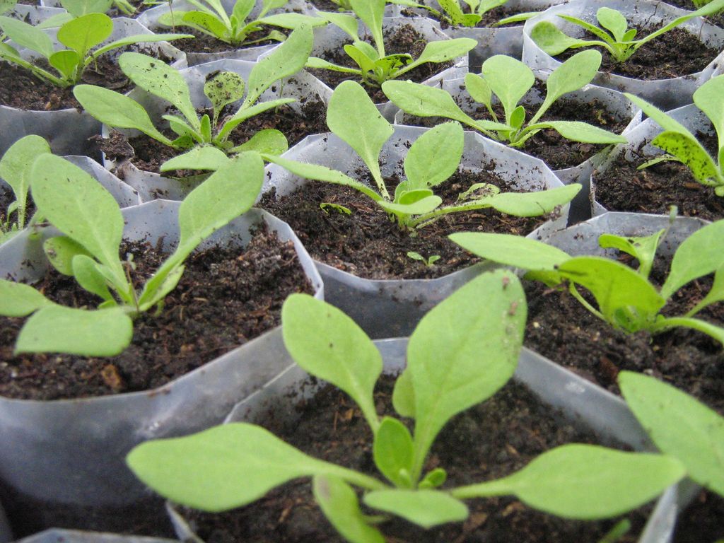 Strong seedlings of petunias on their own
