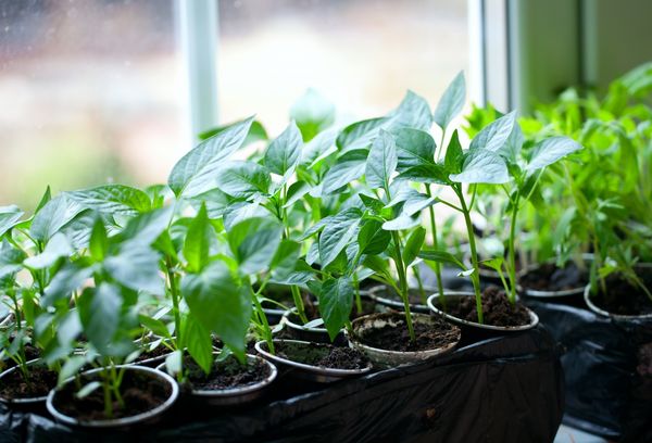 Sowing calendar features