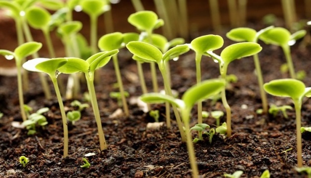 Favorable days for planting seedlings 2016