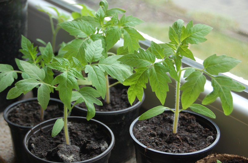 Gardener sowing calendar