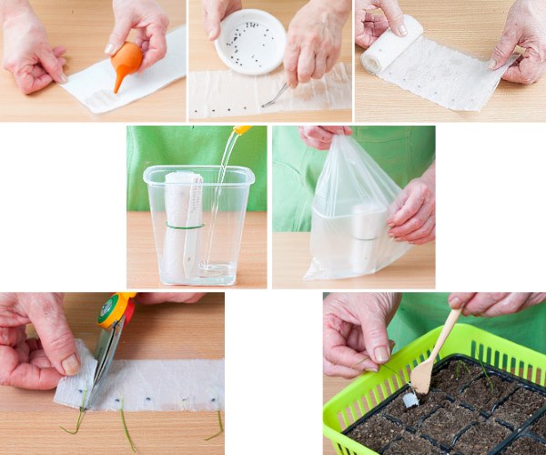 Sowing seedlings in toilet paper