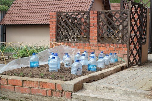 5 liter bottles and growing cucumbers