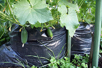 Strong cucumbers in bottles