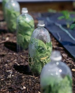Five-liter cucumbers in bottles