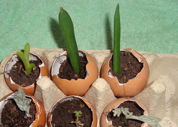 Eggshell seedlings are ready