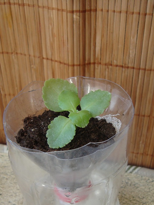 Planting a plant