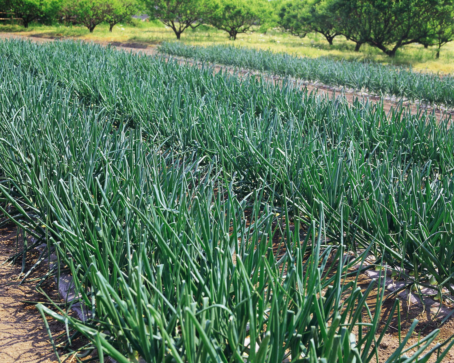 When to plant onion sets in open ground