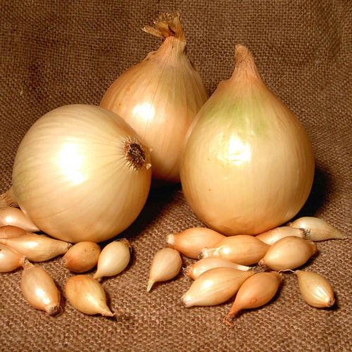 Onion sets in open ground